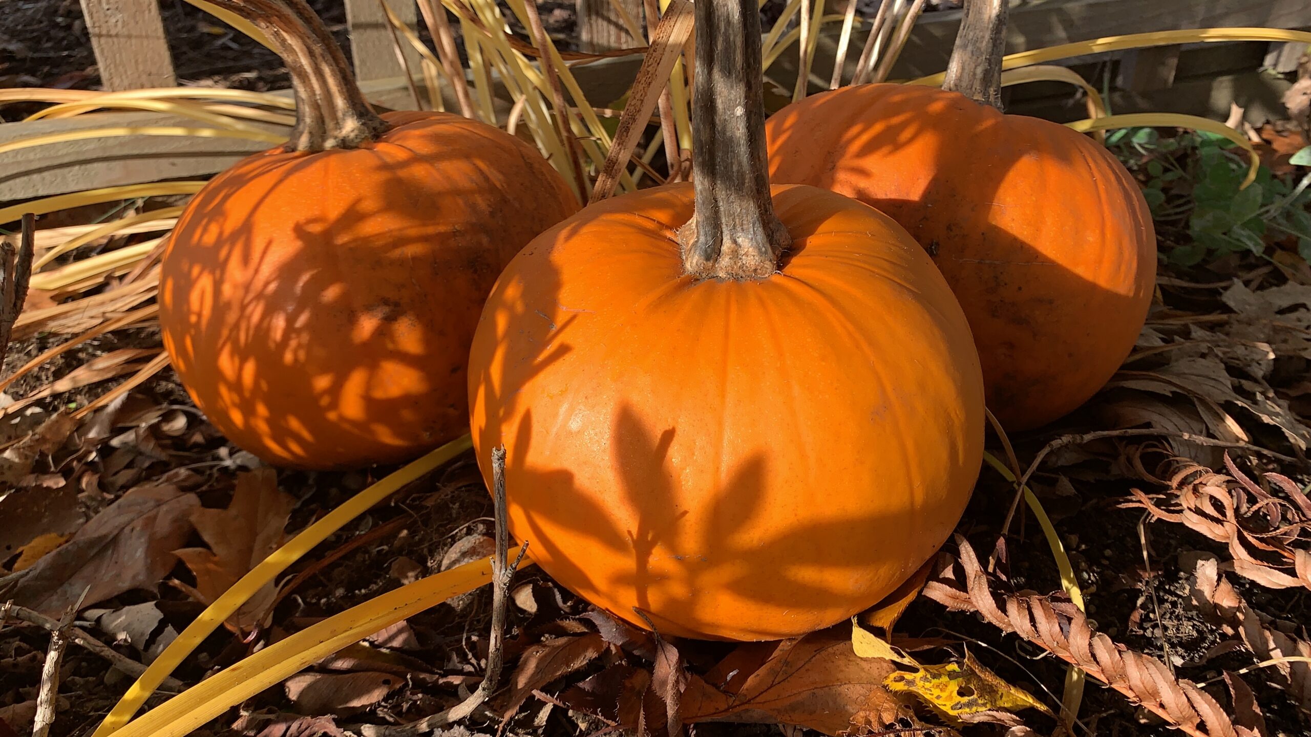 The Courtenay Elementary Pumpkin Patch