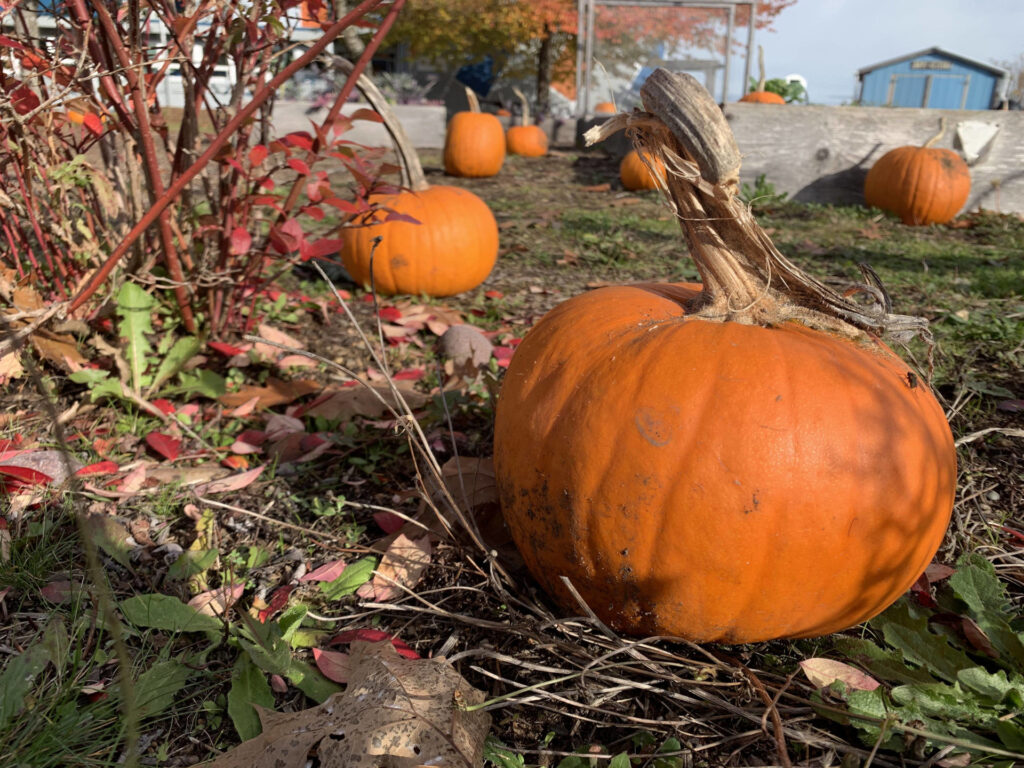 Close up of pumpkins